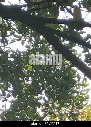 Orangenkrone Warbler (Leiothlypis celata), Aves, Shore Way, Saanich, BC, CA Stockfoto