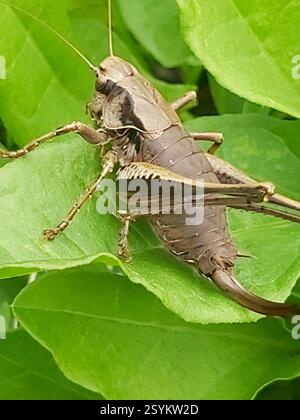 Dark Bush-Cricket (Pholidoptera griseoaptera), Insecta, Oldland Common, Bristol BS30, Vereinigtes Königreich Stockfoto