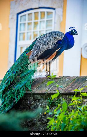 Indische Pfauze (Pavo cristatus) vor Castelo de S. Jorge. Eine historische Festung in Lissabon, Portugal. Auf einem Hügel. Stockfoto
