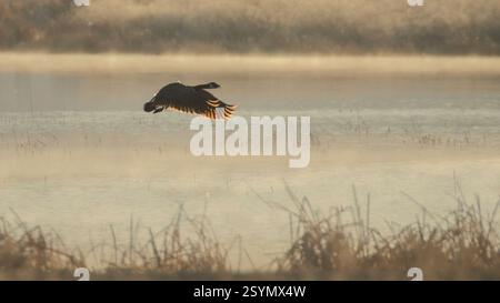 Kanadische Gänse (Branta canadensis) fliegen tief über einen Teich im Honey Lake Wildlife Refuge, Lassen County, Kalifornien, bei sanftem Morgenlicht. Stockfoto