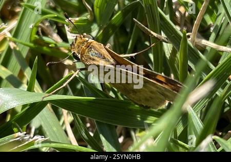 Northern Fiery Skipper (Hylephila phyleus phyleus), Insecta, N First St, San Jose, CA, US, weibliche Eier legen Stockfoto
