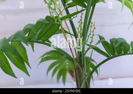 Eine Topfpalme. Die Pflanze ist klein und hat grüne Blätter mit etwas gelblichem Laub vor weißem Hintergrund. Stockfoto