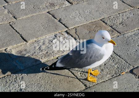Eine Nahaufnahme einer Möwe in Venedig, mit hellen weißen Federn und einem scharfen, rot gespitzten Schnabel. Seine Augen sind von einem dünnen roten Ring umgeben. Stockfoto
