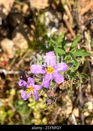 Blue Skunkbush (Chaenostoma caeruleum), Plantae, Bontebok Nationalpark, ZA-WC-OV, ZA-WC, ZA Stockfoto