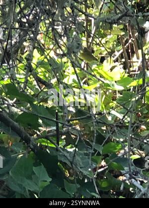 Orangenkrone Warbler (Leiothlypis celata), Aves, Shore Way, Saanich, BC, CA Stockfoto