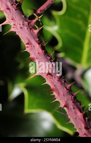 Railway Bramble (Rubus tuberculatus), Plantae, Sefton Park, Mossley Hill Drive, Mossley Hill, Liverpool, Merseyside, Großbritannien Stockfoto