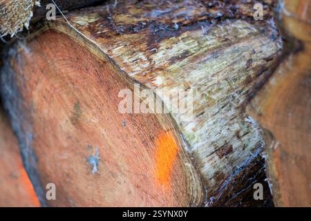 Nahaufnahme der Holzstruktur des geschnittenen Baumstamms Stockfoto