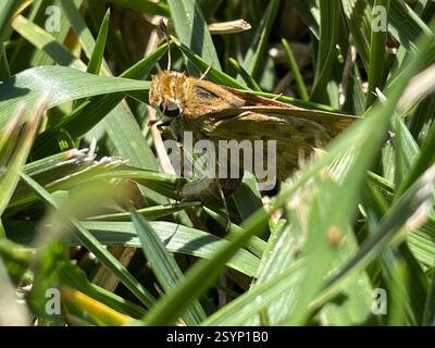 Northern Fiery Skipper (Hylephila phyleus phyleus), Insecta, N First St, San Jose, CA, US, weibliche Eier legen Stockfoto