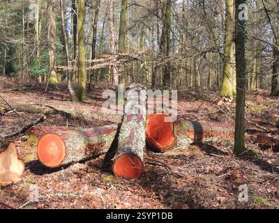 Holzschnitt im Forest of Dean Gloucestershire England uk Stockfoto