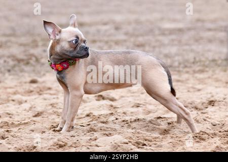 Gesunder CDDY-Gen-freier französischer Bulldog Hund mit sehr langer Nase und Schwanz Stockfoto