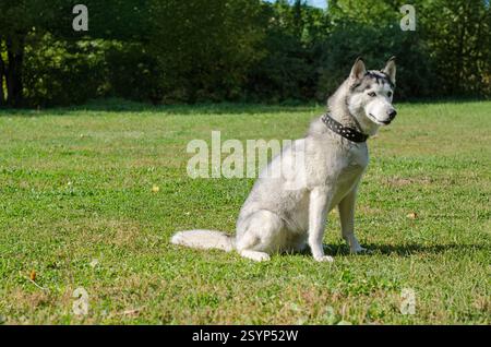 Sibirischer Husky mit auffälligen blauen Augen sitzt aufmerksam auf hellgrünem Gras. Das Sonnenlicht hebt das Pelz und den Kragen mit Nieten in der ruhigen Parklandschaft hervor. Stockfoto
