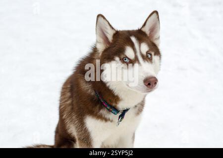 Husky mit auffälligen blauen Augen sitzt aufmerksam auf verschneiten Oberflächen. Braunes und weißes Fell steht im Kontrast zu weißem Hintergrund und strahlt Ruhe und Konzentration aus. Capt Stockfoto