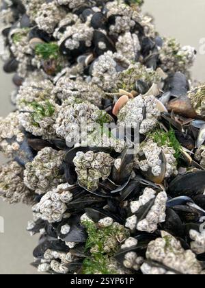 Muscheln, Nasen und Algen hängen an einem Strandposten in Quend an und fangen die komplizierten Küstenstrukturen der Baie de Somme im Winter ein. Stockfoto