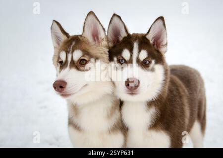 Nahaufnahme von zwei Huskys, die dicht in verschneiten Landschaften stehen. Sanfte Beleuchtung hebt ihre ausdrucksstarken Augen und ihr dickes Fell hervor. Ruhige, ruhige Atmosphäre Stockfoto