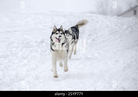 Zwei Huskyhunde, die energisch durch dicken Schnee laufen, umgeben von winterlicher Landschaft. Die bedeckte Beleuchtung sorgt für eine ruhige Atmosphäre, die die Atmosphäre unterstreicht Stockfoto