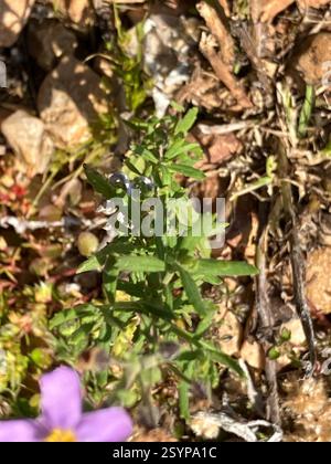 Blue Skunkbush (Chaenostoma caeruleum), Plantae, Bontebok Nationalpark, ZA-WC-OV, ZA-WC, ZA Stockfoto