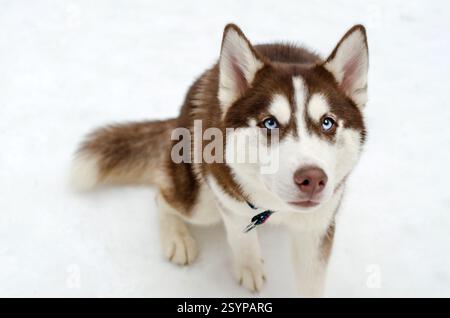 Husky mit auffälligen blauen Augen sitzt aufmerksam auf verschneiten Oberflächen. Braunes und weißes Fell steht im Kontrast zu weißem Hintergrund und strahlt Ruhe und Konzentration aus. Capt Stockfoto