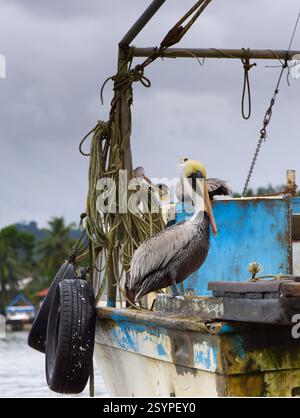 Pelican im Hafen von Livingston, Guatemala Stockfoto