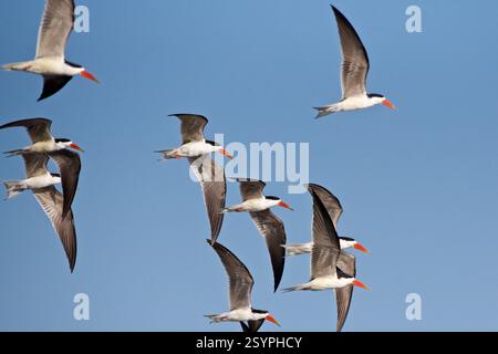 Afrikanischer Skimmer, Rynchops flavirostris, 8 Vögel im Flug, Chobe River, Botswana, Afrika Stockfoto