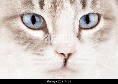 Nahporträt einer blauäugigen Katze. Stockfoto