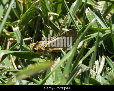 Northern Fiery Skipper (Hylephila phyleus phyleus), Insecta, N First St, San Jose, CA, US, weibliche Eier legen Stockfoto
