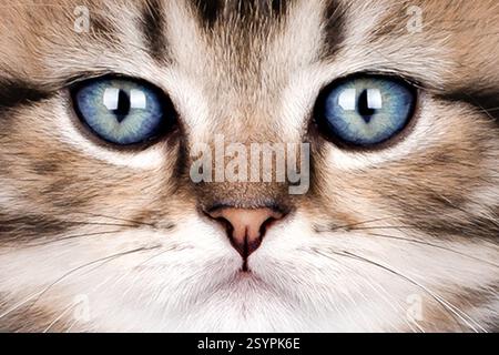 Nahporträt einer blauäugigen Katze. Stockfoto