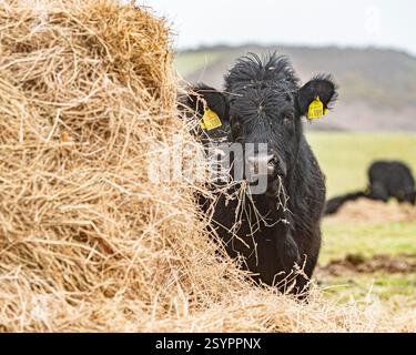 walisische schwarze Kuh isst Heu Stockfoto