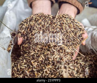 Ein Bauer, der eine Handvoll schwarzer Hafer in Händen hält Stockfoto