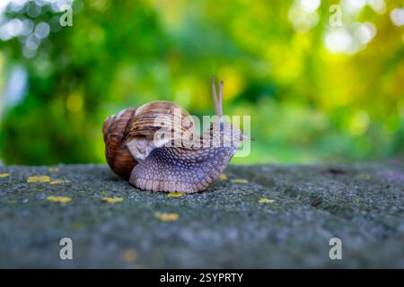 Eine Schnecke, die ihre Hörner nach oben streckt, auf einer Betonziegel, die mit Moos bedeckt ist, im Garten, geringe Tiefe des Feldes. Selektiver Fokus. Stockfoto