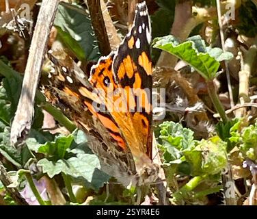 West Coast Lady (Vanessa annabella), Insecta, Country Park Rd, Salinas, CA, US, West Coast Lady (Vanessa annabella) mittelgroßer, einheimischer Schmetterling aus der Familie der Brush-Footed Butterflies (Nymphalidae). Flügelbreite: 1 1/2 - 2 1/4 Zoll (3/8 - 5,7 cm). Kennzeichnung: Die Oberseite ist orange-braun mit einem orangefarbenen Balken an der Vorderkante der Vorderflügel; die Hinterseite mit 3 oder 4 blauen Untermarginalflecken. Unterseite mit komplexem Muster; Augengläser werden durch andere Markierungen verdeckt. Lebensgeschichte: Männchen sitzen auf der Suche nach rezeptiven Weibchen. Weibchen legen Eier einzeln auf die Oberseite der Blätter der Wirtspflanze; Raupen fressen l Stockfoto