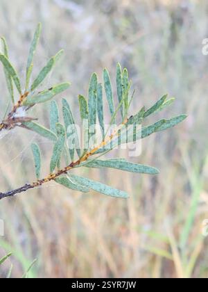 Golden Wattle (Acacia decora), Plantae, Mount Morgan QLD 4714, Australien Stockfoto