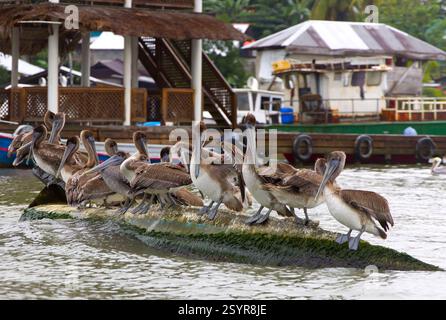 Pelicaner im Hafen von Livingston, Guatemala Stockfoto