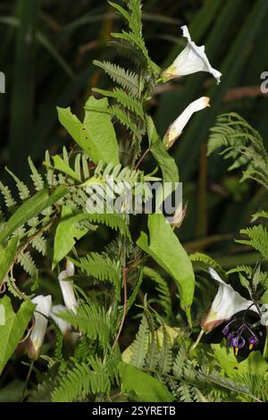 Hedge Bindweed (Calystegia sepium), Plantae, Dunham Massey Park, Woodhouse Lane, Dunham Massey, Greater Manchester, Großbritannien Stockfoto