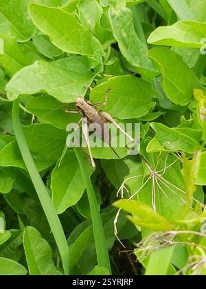 Dark Bush-Cricket (Pholidoptera griseoaptera), Insecta, Oldland Common, Bristol BS30, Vereinigtes Königreich Stockfoto