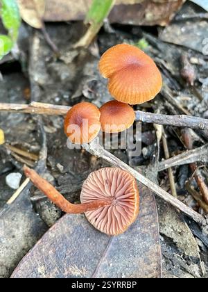 Betrüger (Laccaria), Pilze, Madagaskar, Toamasina, MG, Kiemenpilze, die in Eukalyptusblattstreu im Regenwald wachsen. Xxxxxxxxxxxxxxxxxxxxxxxxxxxxxxxxxxxxxxxxxxxxxxxxxxxxxxxxxxxxxxxxxxxxxxxxxxxxxxxxxxxxxxxxxxxxxxxxxxxxxxxxxxxxxxxxxxxxxxxxxxxxxxxxxxxxxxxxxxxxxxxxxxxxxxxxxxxxxx Er ist ein sehr variabler Pilz (daher „Betrüger“) und kann ziemlich ausgewaschen, farblos und trüb aussehen, aber wenn er jünger ist, nimmt er oft rote, rosafarbene und orangene Töne an. Die Art wird oft von Pilz Co. Betrachtet Stockfoto