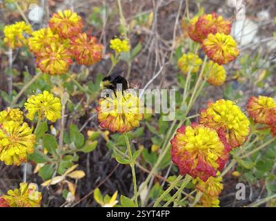Gelbe Hummel (Bombus vosnesenskii), Insecta, Sonora Pass Highway, Kalifornien, USA, gelbe Hummel (*Bombus vosnesenskii*) besucht Buchweizen (*Eriogonum*) auf der Donnell Vista. Stockfoto