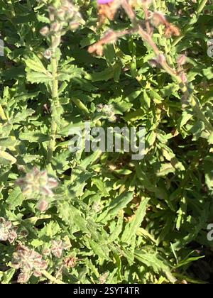 Blue Skunkbush (Chaenostoma caeruleum), Plantae, Bontebok Nationalpark, ZA-WC-OV, ZA-WC, ZA Stockfoto