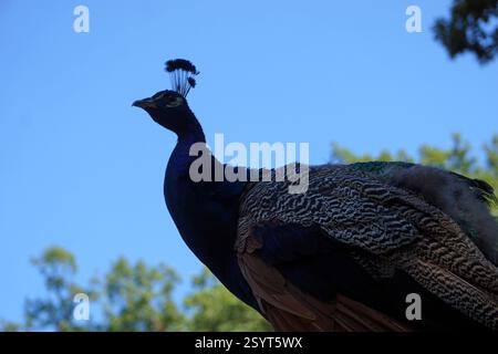 Nahaufnahme Porträt im Seitenprofil eines majestätischen männlichen Pfauens mit wunderschönen blauen Federn, die Hals und Kopf auf der Pfaueninsel in Berlin spannen. Stockfoto