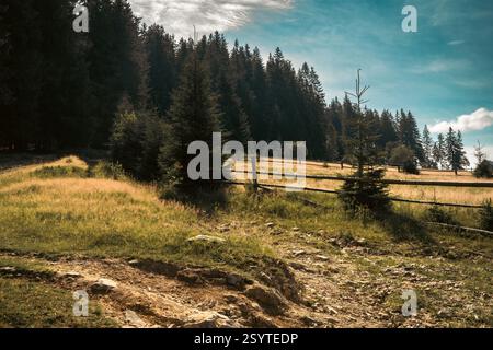 Ein offenes, sonnendurchflutetes Feld erstreckt sich zum Rand eines dichten Kiefernwaldes. Stockfoto