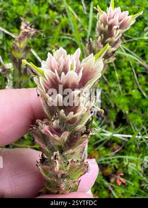 Weißer, kleinblütiger Pinsel (Castilleja parviflora albida), Plantae, Whatcom County, US-WA, USA Stockfoto