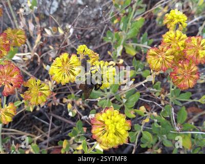 Gelbe Hummel (Bombus vosnesenskii), Insecta, Sonora Pass Highway, Kalifornien, USA, gelbe Hummel (*Bombus vosnesenskii*) besucht Buchweizen (*Eriogonum*) auf der Donnell Vista. Stockfoto