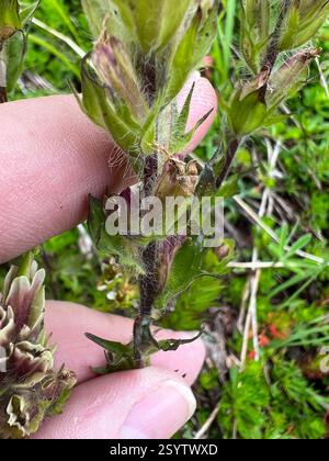 Weißer, kleinblütiger Pinsel (Castilleja parviflora albida), Plantae, Whatcom County, US-WA, USA Stockfoto