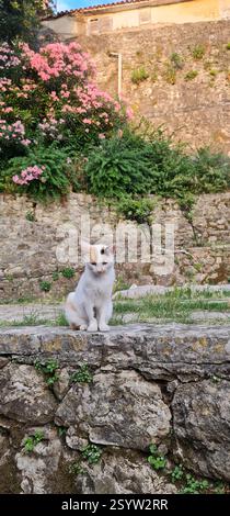 Weiße Katze, die auf dem Boden sitzt, mit Rosenblüten auf dem Hintergrund. Stockfoto