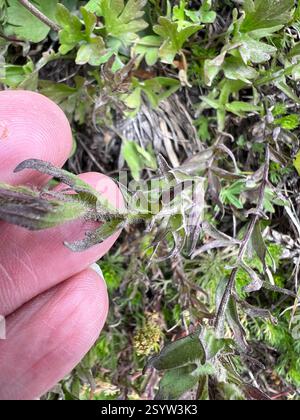 Weißer, kleinblütiger Pinsel (Castilleja parviflora albida), Plantae, USA, Common Stockfoto