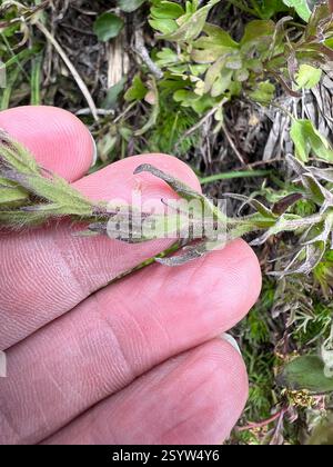 Weißer, kleinblütiger Pinsel (Castilleja parviflora albida), Plantae, USA, Common Stockfoto