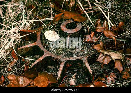 Alte rostige Ausrüstung im Gras und Herbstlaub. Helsinki, Finnland Stockfoto