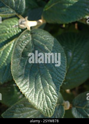Wayfaring-Tree (Viburnum lantana), Plantae, Portsmouth, Großbritannien, Milton Common Stockfoto