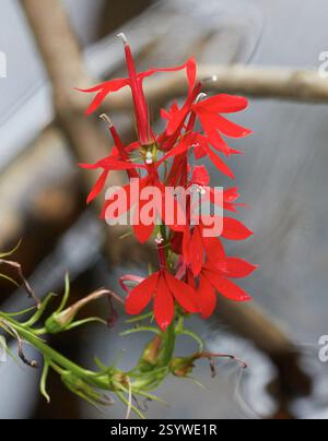 kardinalblume (Lobelia cardinalis), Plantae, Royal Botanical Gardens - Arboretum, Old Guelph Road, Hamilton, ON, Kanada Stockfoto