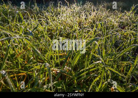 Morgentau glitzert auf Grashalmen auf einem Feld und fängt das frühe Sonnenlicht ein. Stockfoto