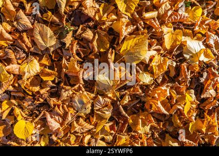 Ein dichter Teppich aus herabfallenden Herbstblättern in verschiedenen Gelb-, Orange- und Brauntönen bedeckt den Boden. Stockfoto